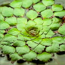 Ludwigia Sedoides